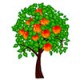 Плодовые деревья (70)